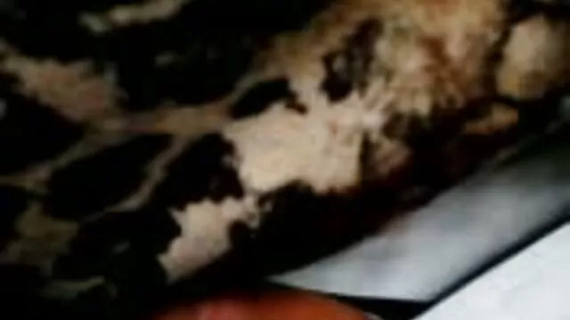 Kanos Latina szuka Lori Alexia szörös pina megosztja ízletes nagy faszt vele slampos kutyussal